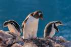 Antarctica, Petermann Island. Gentoo penguins and chicks at nest. Art Print